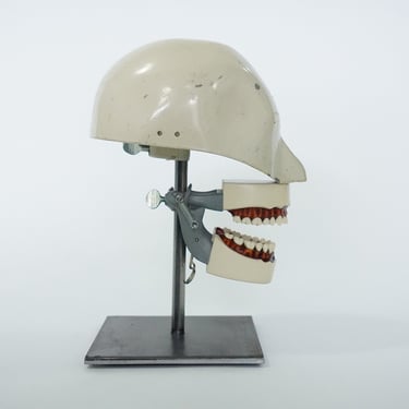 Columbia Dental Phantom White Manikin with Extractible Teeth Set
