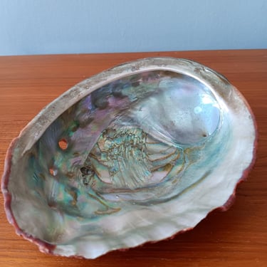 Red Abalone 6.25-inch Shell | Vintage from 1950s 