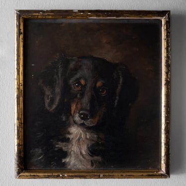 Portrait Study of a Dog