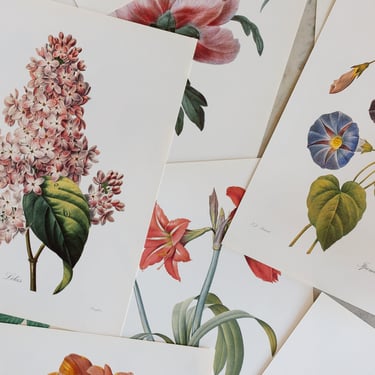 1930s PJ Redouté botanical lithographs