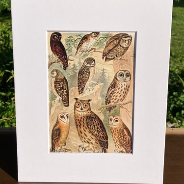 Owls Print in White Matte