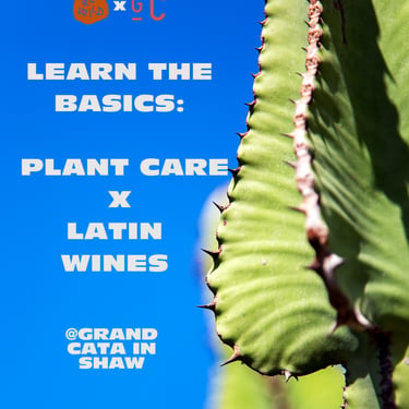 Learn the Basics: Plant Care x Latin Wines at Grand Cata in Shaw!