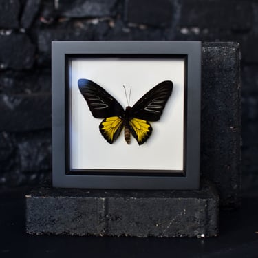 Framed Golden Birdwing Butterfly