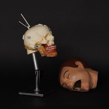 Dental Study Skull Radiological  Phantom