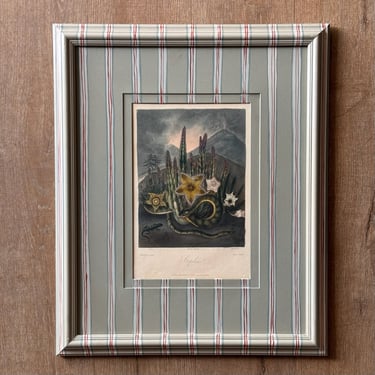 19th C. Diminutive Engraving of Dr. Robert Thornton Hand-Colored Floral Botanicals of Stapelias II in Gusto Painted Frame