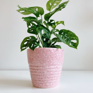 Pink Planter