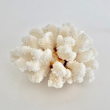 Natural White Cluster Coral Specimen Beach Home Decor Coastal Decor 