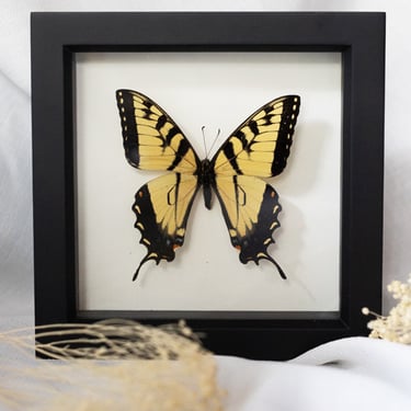 Black Framed Tiger Swallowtail Butterfly