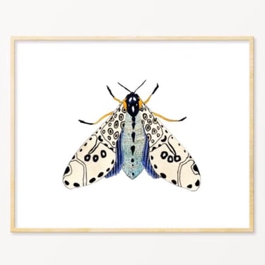 Snoogs &amp; Wilde Art | Moth #6