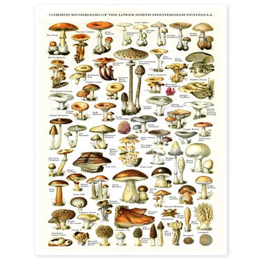 Common Mushrooms Risograph Poster 11x17