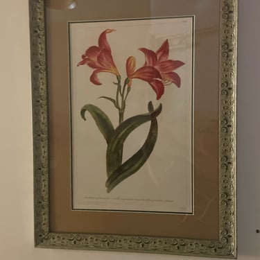 Framed Amaryllis Print