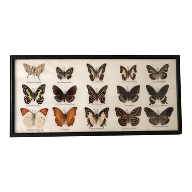 Vintage 15 Real Butterfly Framed Taxidermy Display Specimen Art 