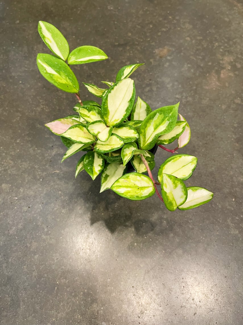 Hoya Exotica Tri Color | Jungle and Loom | Washington, DC