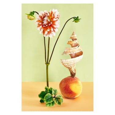 Still Life With Dahlia, Shell, and Peach: Dutch Still Life, Modern Art, Bespoke Print, Vintage Inspired, Decorative Art, Fine Art Photo 