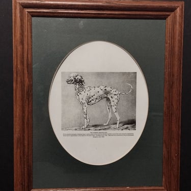 Vintage Framed Art The Chinese Crested Dog Reprint from Hutchinson's Dog Encyclopedia 13x16 