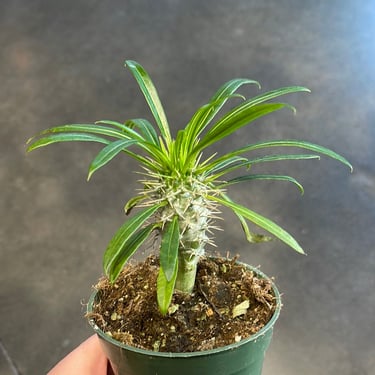 Madagascar Palm (Pachypodium Lameri)