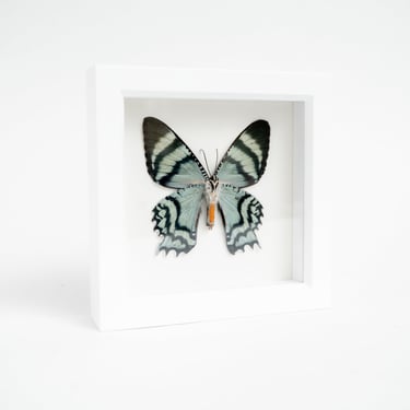 White Framed Alcides Day Moth Underside