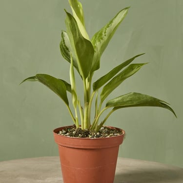 Aglaonema 'Leprechaun'