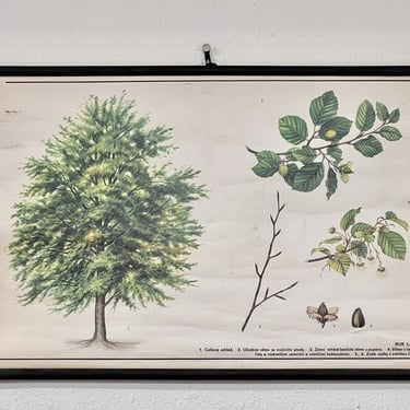 Antique school botanical print - Hungary
