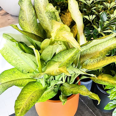 Dieffenbachia Camouflage