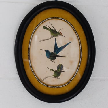 antique french engraving "les oiseaux"