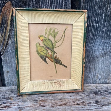 Vintage J Gould Bird Print -- Parrot Bird Print -- Vintage Bird Print -- Vintage Bird Art -- Bird Art -- J Gould Art -- Bird Print - Parrots 