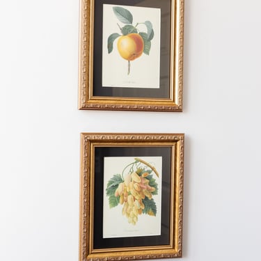 1950s french P.J. Redouté framed fruit lithograph