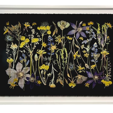 TRICIA PAOLUCCIO | "NIGHT MEADOW," FRAMED