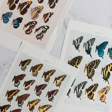 vintage print, “butterflies of North America” by William H Howe