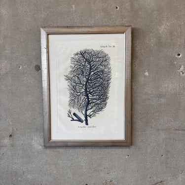 Indigo Coral Framed Print