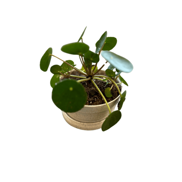 Plant and Pottery