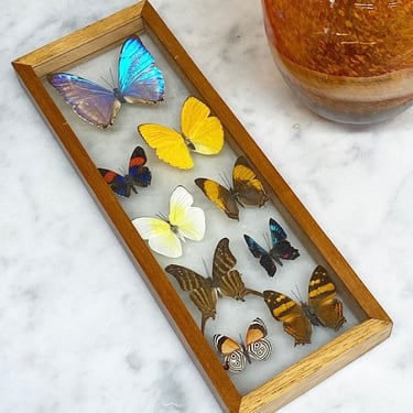 Vintage Butterfly Taxidermy Wall Art 1970s Retro Size 13x5 Bohemian + 9 Styles + Pressed Butterflies + Insects + Boho Home and Wall Decor 