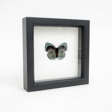 Framed Charles Darwin Butterfly Underside