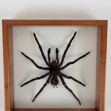 Goliath Tarantula Taxidermy