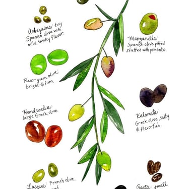 Types of Olives Watercolor Art Print