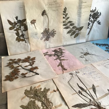 French Herbarium Collection, Native Botanicals, Dried Flowers for Framing, Set of 12, French Farmhouse 
