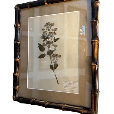 French Herbarium Framed in Bamboo