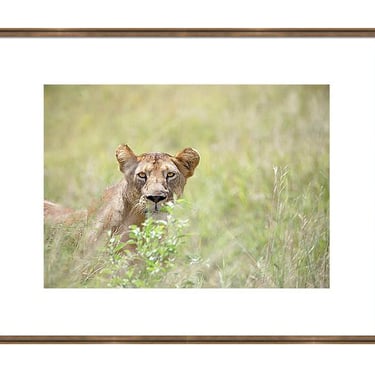 Lioness Art Print, Tanzania Wall Art, Wildlife Photography, Lion Safari Wall Art, Africa Safari Photo, Animal Print Art, Africa Travel Print 