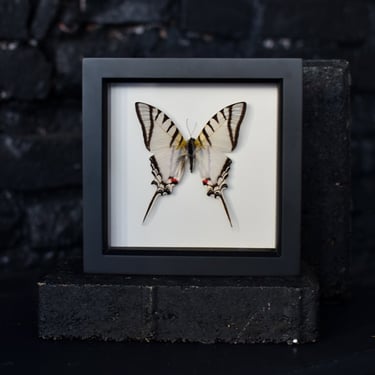 Black Framed Great Kite Swallowtail Butterfly