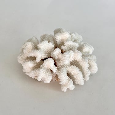 Natural Brownstem Coral Fragment Beach Home Decor 