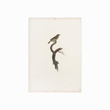 1800s Original Stipple Engraving Bird Francois Levaillant Jacques Barraband Southern Red-fronted Tinkerbird 