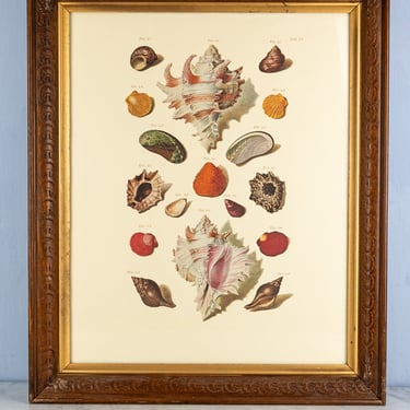 Antique Seashell Framed Folio Print