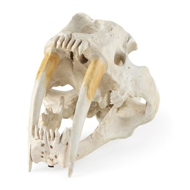 Sabretooth Skull Replica