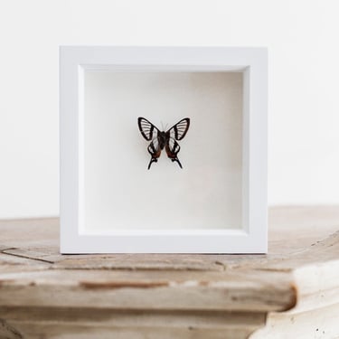 Framed Glasswing Swallowtail Butterfly
