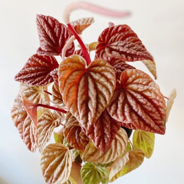 Peperomia Quito Pink