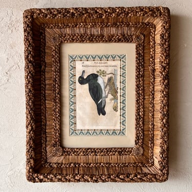 Gusto Woven Frame with Aldrovandi Hand-Colored Ornithological Engraving XXIII