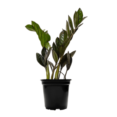 zamioculas zamiifolia / zz plant raven