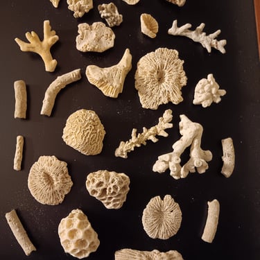 Coral Fossils 27 Small Pieces Perfect for Beach Themed Home Decor Free Shipping 