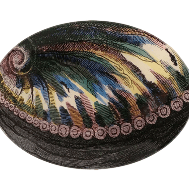 Abalone 5" x 7" Oval
