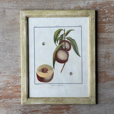 18th C. Claude Aubriet Hand-Colored Fruit Engraving of a Chevreuse Tardive